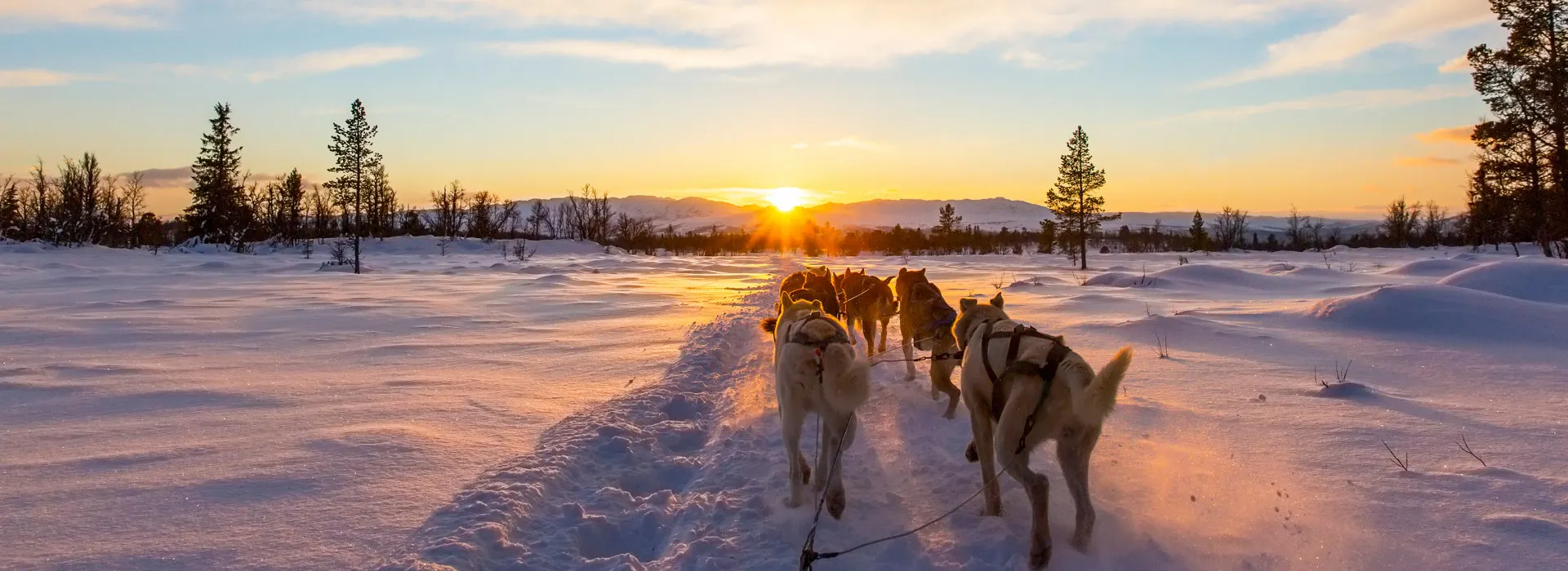 Husky Schlittenfahrt mit Sonnenuntergang in Lappland 