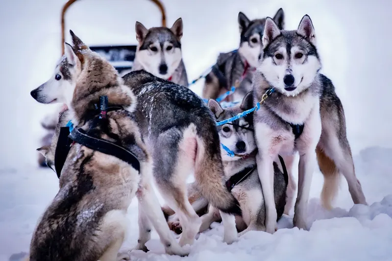 Erlebnisreise Lappland zum Verlieben