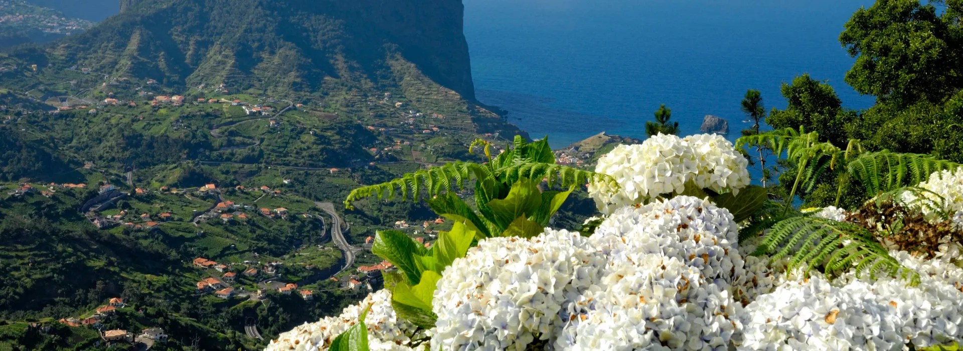 Blumen an der Nordküste Madeiras