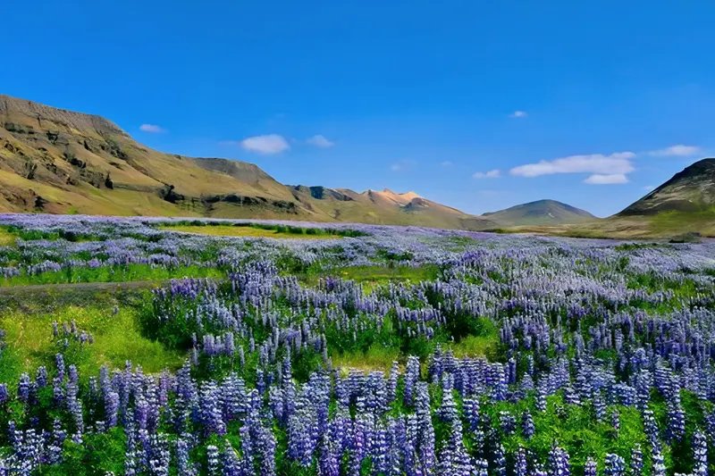 Geführte Rundreise Island Panorama